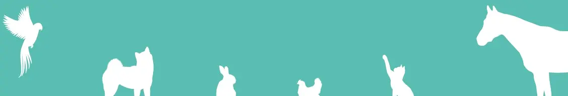 Banner image for Florida Veterinary Medical Association