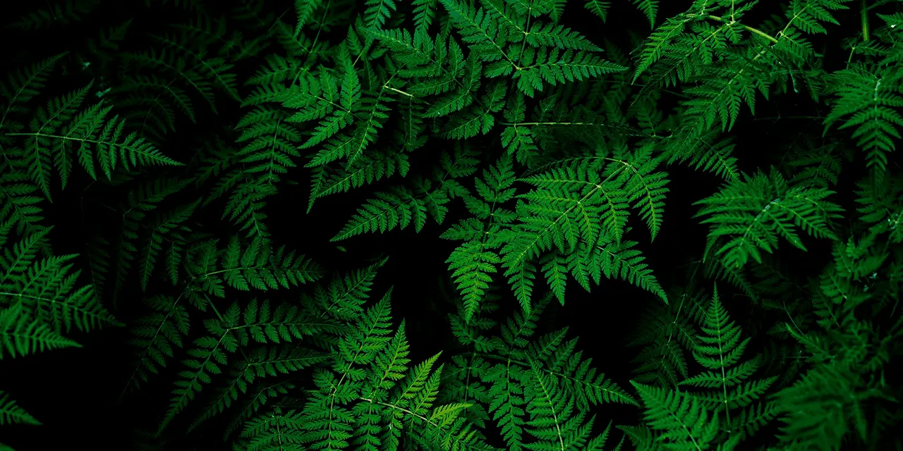 Banner image for Rainforest Alliance
