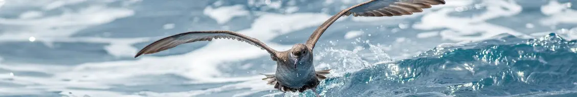 Banner image for Shearwater GeoServices