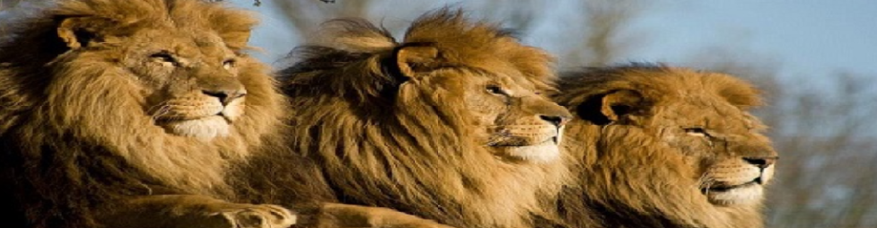 Banner for Great Eastern 3Lions Agency