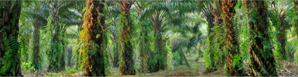 Banner for SENIOR EXECUTIVE, BUSINESS DEVELOPMENT (PALM OIL MILL) job by KUB Agro Holdings Sdn Bhd